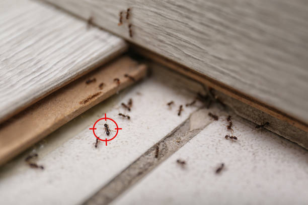 Best Best Pest Control Companies  in South Bound Brook, NJ