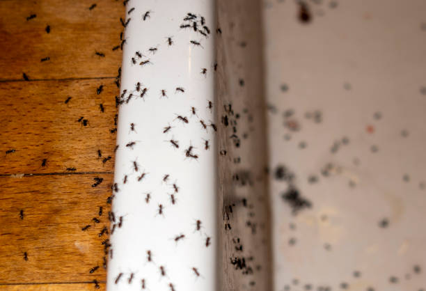 Best Local Pest Control Services  in South Bound Brook, NJ