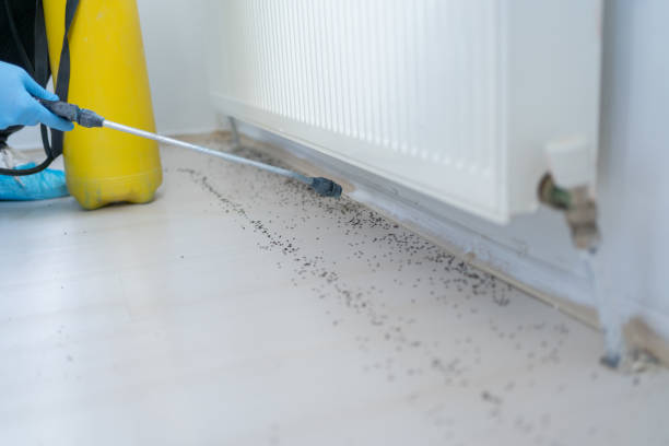 Reliable South Bound Brook, NJ Pest Control Solutions
