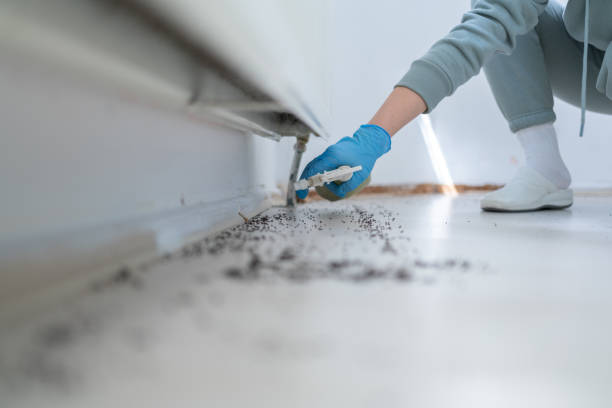 Pest Prevention Services in South Bound Brook, NJ